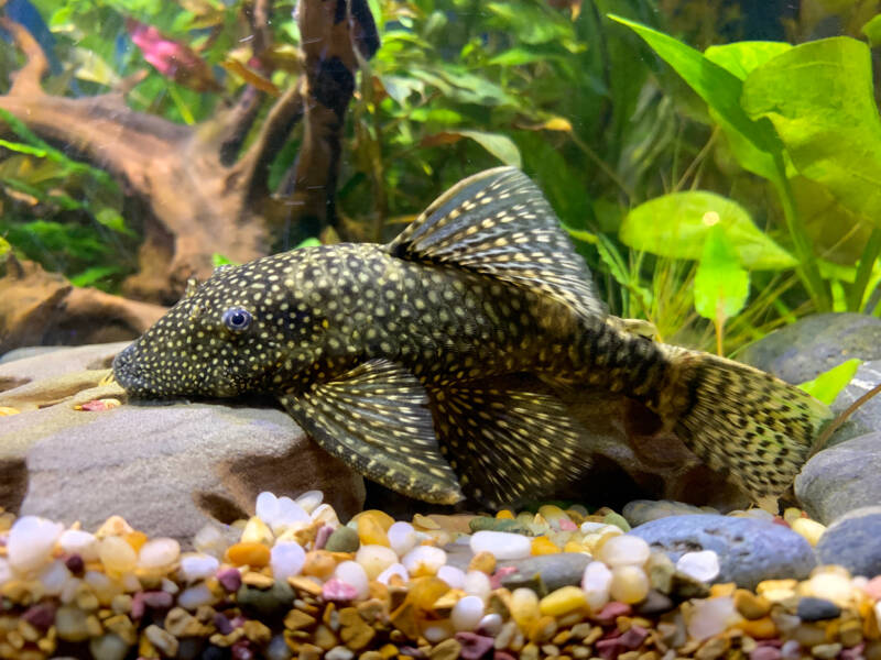 Ancistrus spp. known as bristlenose plecostomus feeding on algae on the bottom in aquarium