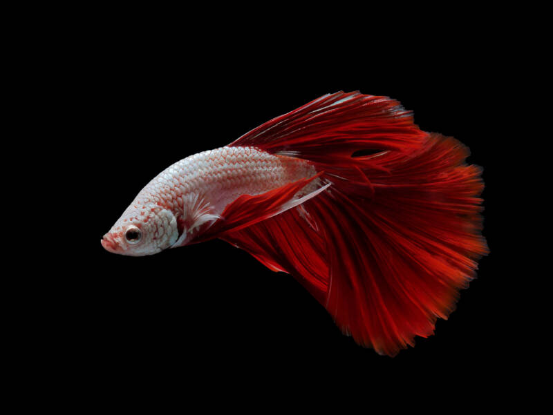 Cambodian variation of Betta Splendens Close-up