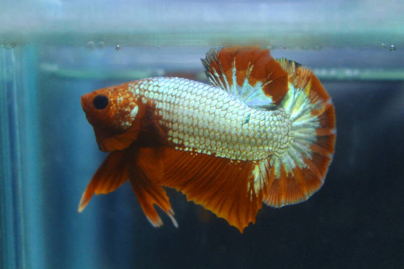 Cambodian type of Betta Splendens in a freshwater aquarium