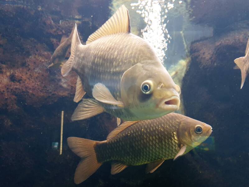 Couple Carassius gibelio swimming in the wild