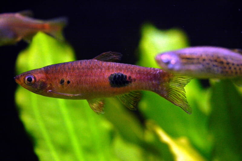 Rasbora kalochroma known as well as Clown Rasbora swimming in a freshwater community fishtank