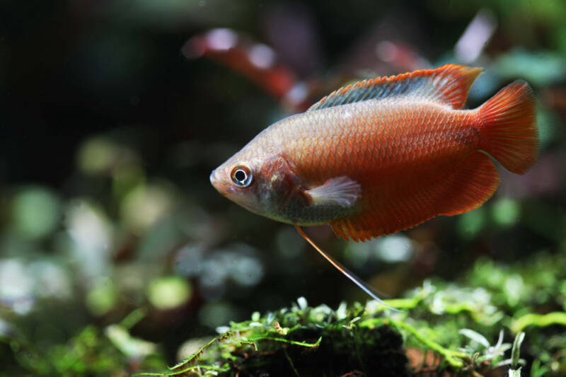 Trichogaster or colisa lalius known better as Dwarf Gourami swimming in a planted aquarium