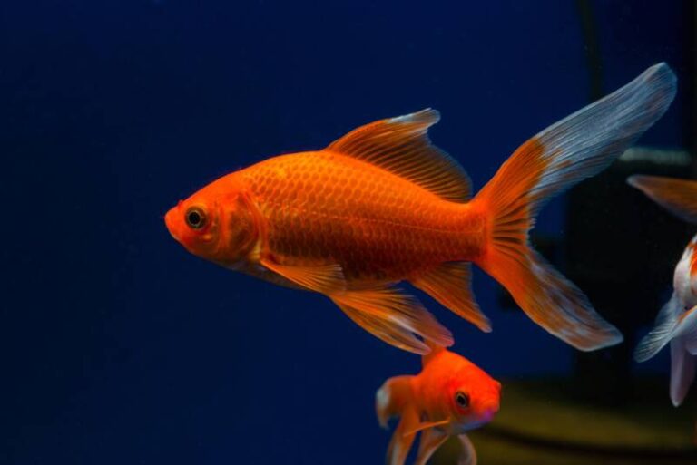View of Comet Goldfish Care Guide: Tank & Pond Setup, Feeding, Lifespan