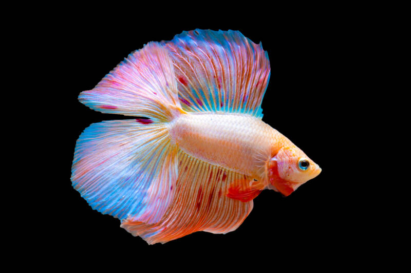 Double-Tail Halfmoon Betta fish close-up