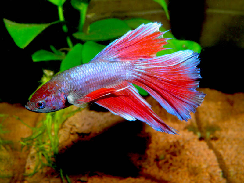 Betta splendens or Siamese fighting fish from Asia