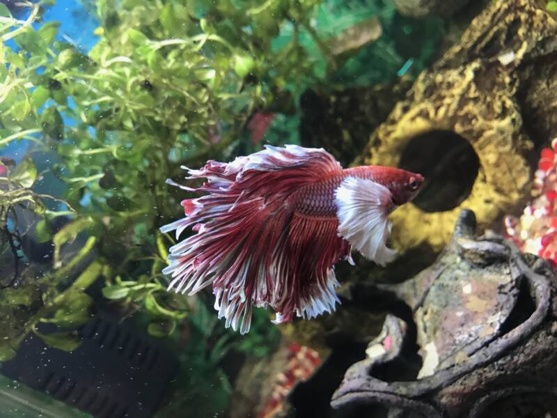 Elephant Ear Betta Fish swimming in a decorated aquarium