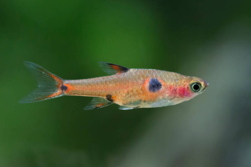 Boraras maculatus also known as Dwarf Rasbora close up