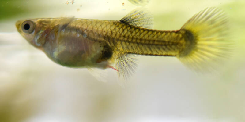 Pregnant female guppy close-up