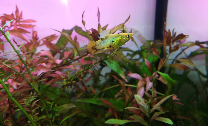 Gold common molly swimming among aquarium plants in a freshwater aquarium