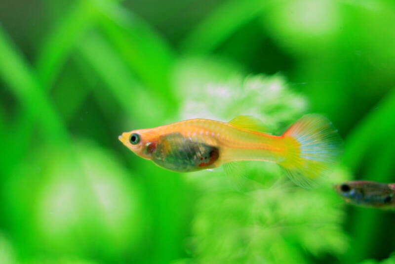 A couple of guppies- female and male in aquarium