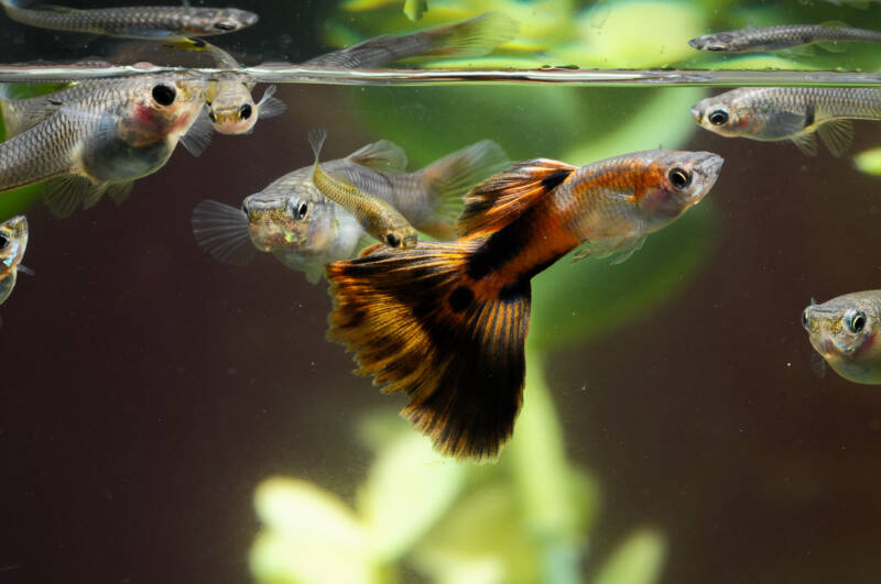 Swimming female guppies and a young guppy in aquarium