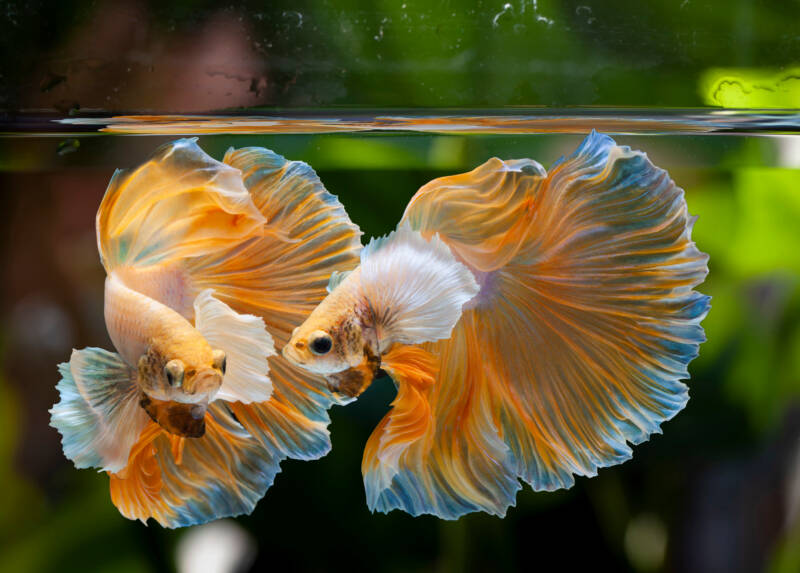 Yellow Dumbo Halfmoon Betta Splendens variation swimming in a freshwater aquarium