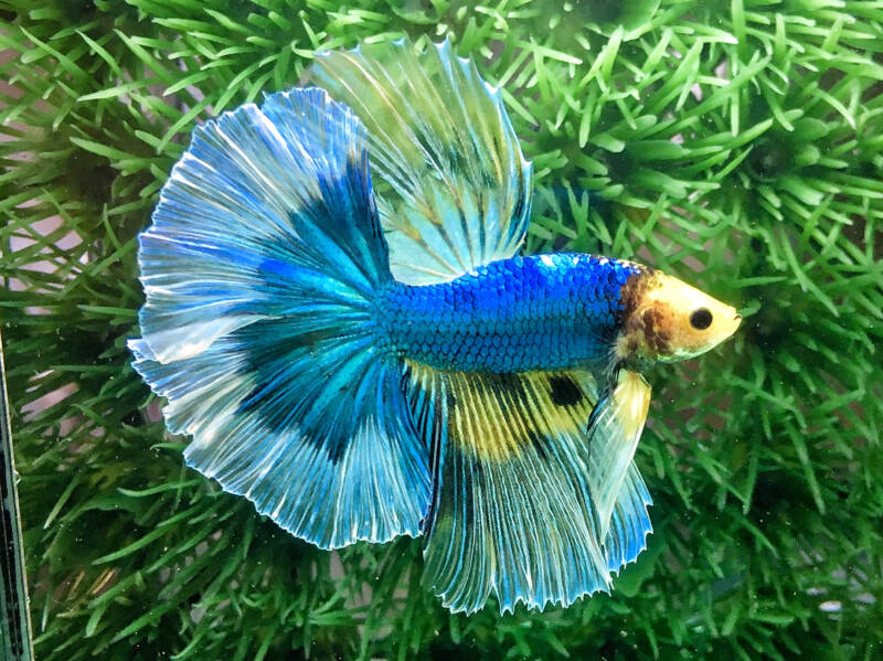 Halfmoon Butterfly Betta splendens variation in a planted aquarium