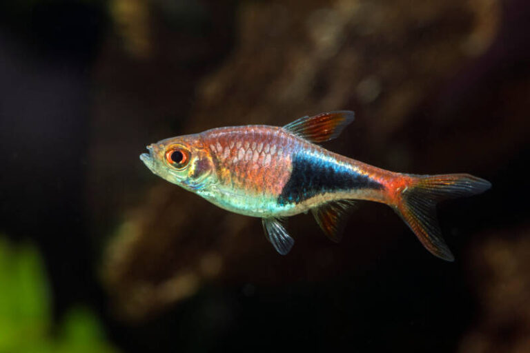 Types of Rasboras: Top Picks for Your Aquarium