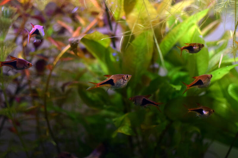 A Shoal of Trigonostigma heteromorpha also known as Harlequin rasboras swimming in a planted aquarium