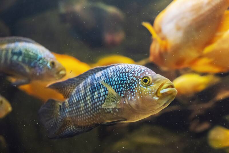 Jack Dempsey fish meeting Red Devil Cichlid in community aquarium.