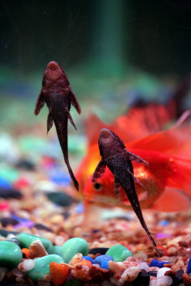 Juvenile plecos eating algae on the glass of aquarium