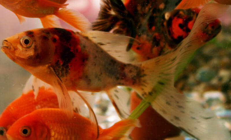 Male Shubunkin Goldfish swimming amongst its tank mates in a community aquarium 