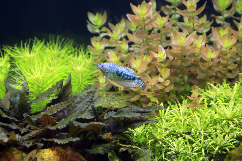 The planted aquarium with marbled gourami fish 