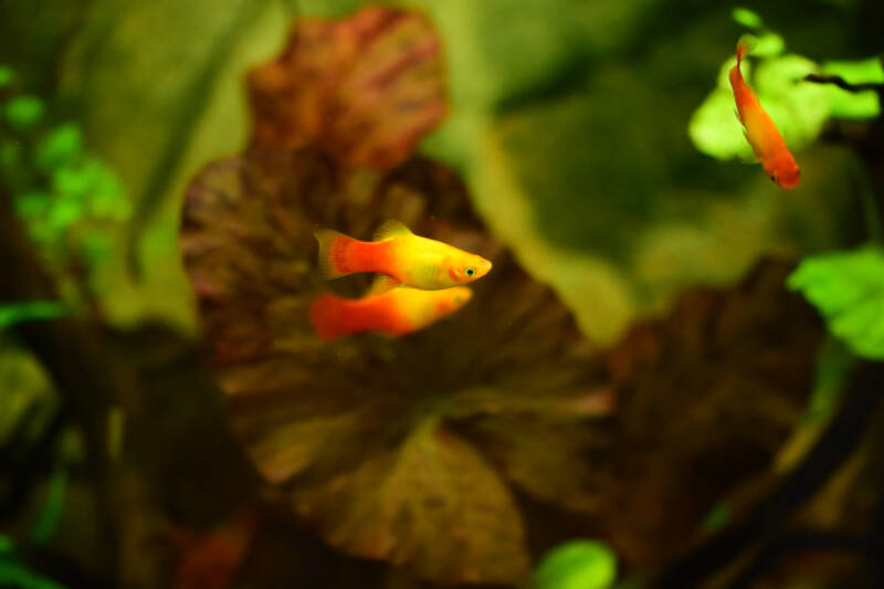 Couple moonfish known as well as platies swimming among aquarium plants 