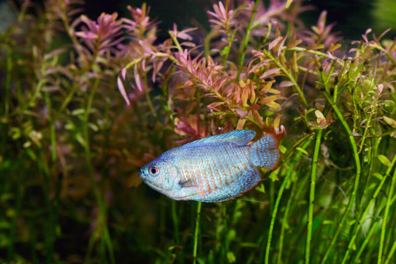 Powder Blue Dwarf Gourami in an Aquarium