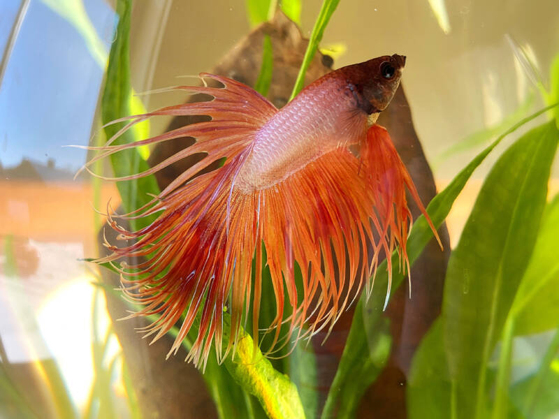 Orange Male Crowntail Betta Fishin a planted aquarium