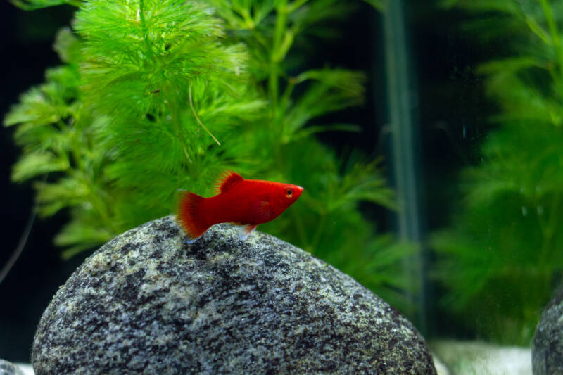 Orange Xiphophorus maculatus known as platy swimming in a decorated with stones and plants aquarium