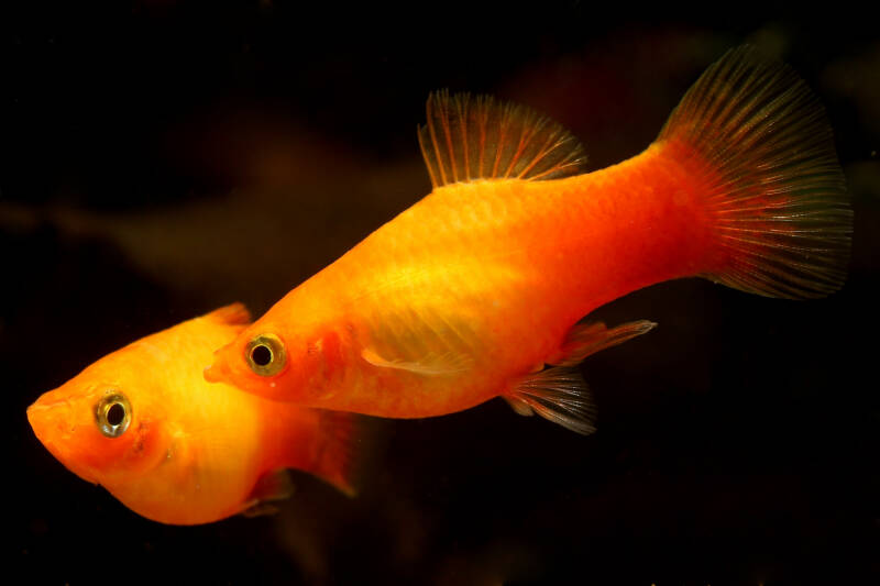 Southern platyfish (Xiphophorus maculatus) very common and easy aquarium fish, Orange Sunset Platy