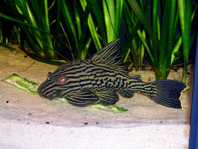 Panaque nigrolineatus eating a cucumber in aquarium