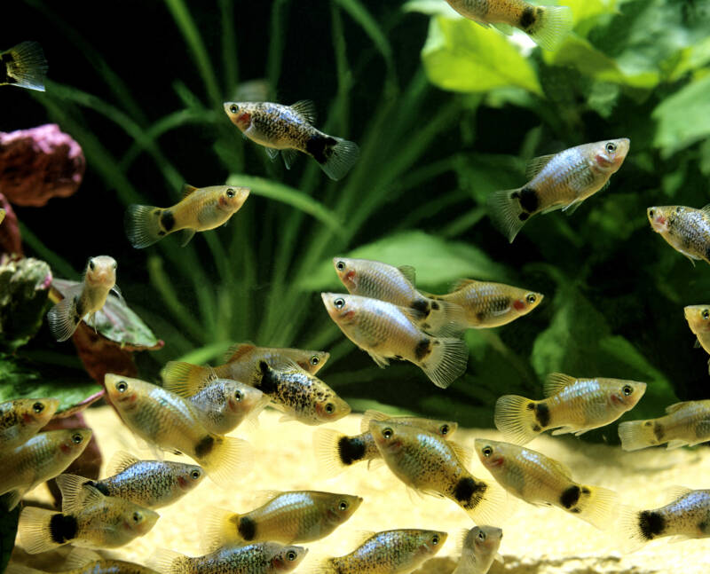 Parrot Platy, xiphophorus variatus underwater view