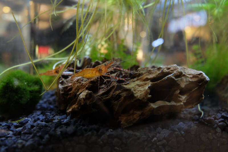 Macrobrachium niphanae also known as pinksuphan shrimp in the aquarium tank with rock and aquatic plants