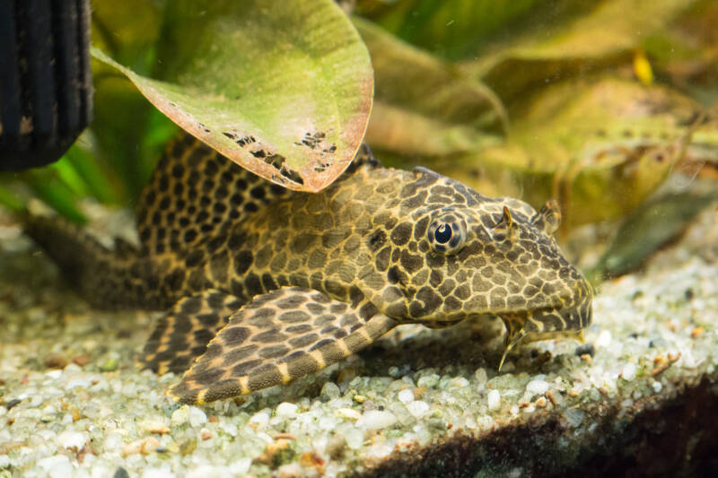 Pleco hidding under the broad leaves in aquarium