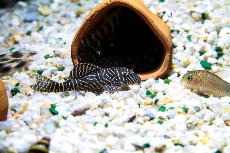 Pretty Pleco Hypancistrus sp. L333 in aquarium 