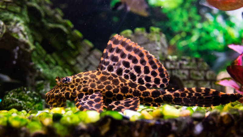 Pterygoplichthys gibbiceps commonly known as Sailfin plecostomus feeding on the bottom in aquarium