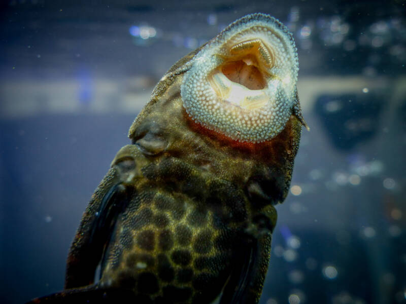 Suckermouth of Plecostomus close-up