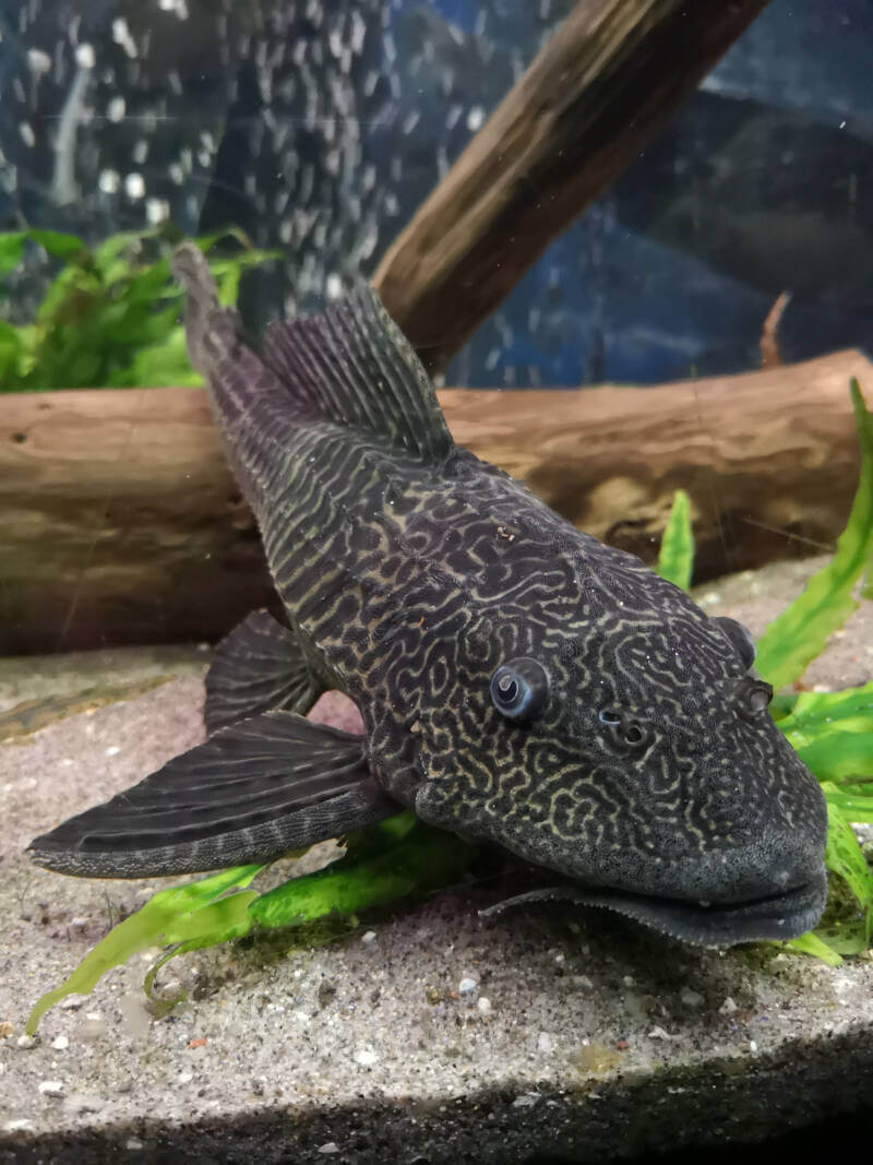 Hypostomus plecostomus on green plants in aquarium 