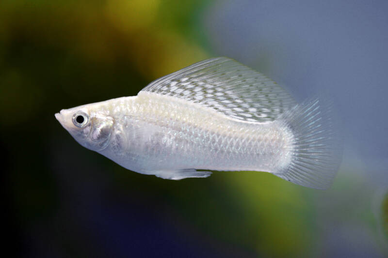 Poecilia latipinna known as well as Sailfin Molly in a freshwater aquarium