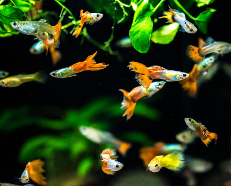 Shoal of guppies (Poecilia reticulata) in a planted aquarium