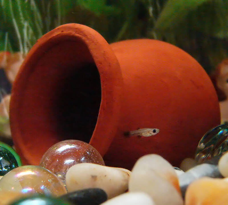 One week old fry of guppy (Poecilia reticulata), a live-bearing fish