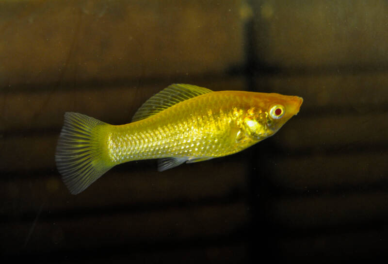 Golden Molly known as Poecilia Sphenops in freshwater aquarium