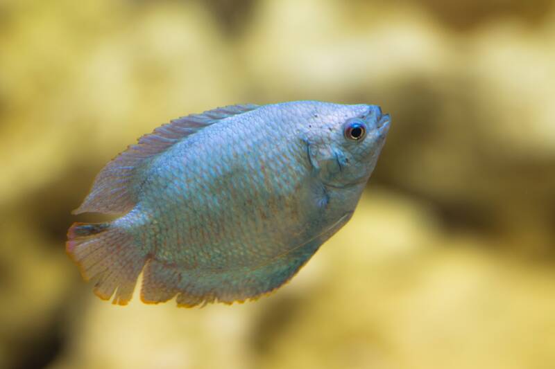 Powder Blue Dwarf Gourami in the fish tank close up