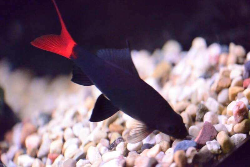 Red tail freshwater shark searching for food in aquarium gravel