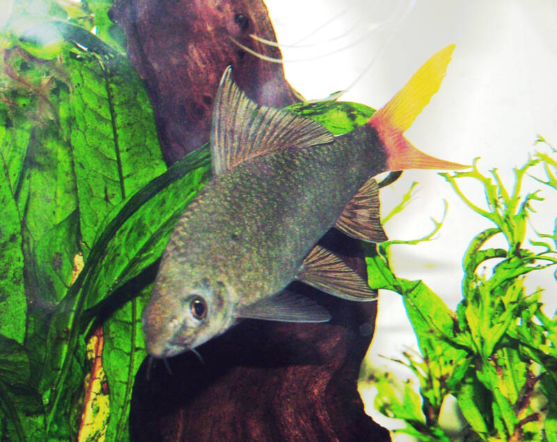 Epalzeorhynchos bicolor known as well as Red-tailed black freshwater shark swimming among aquarium plants