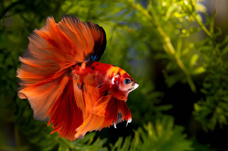 Rosetail variation of Betta Splendens swimming in a planted aquarium