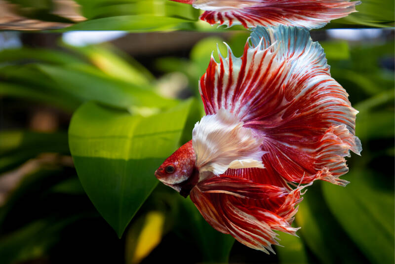 Rosetail halfmoon variation of Betta Splendens swimming in a planted aquarium