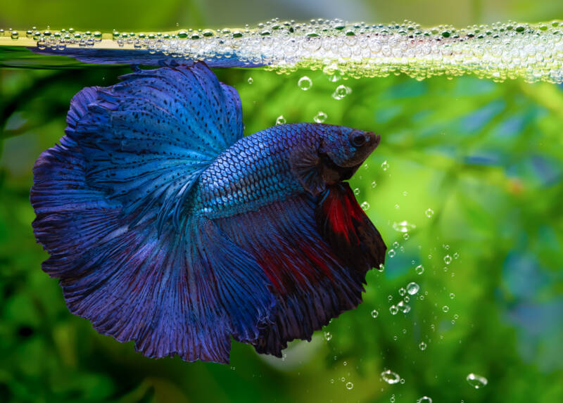 Rosetail Betta splendens variation swimming under its bubble nest in the aquarium