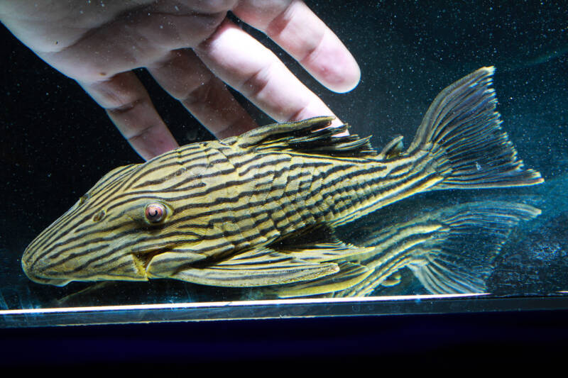 Thunder Royal Pleco (Panaque armbrusteri) in aquarium close-up