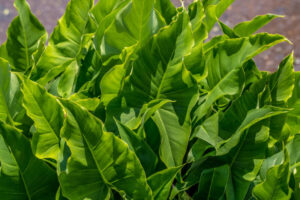 Sagittaria latifolia is an excellent option for a planted tank with mollies