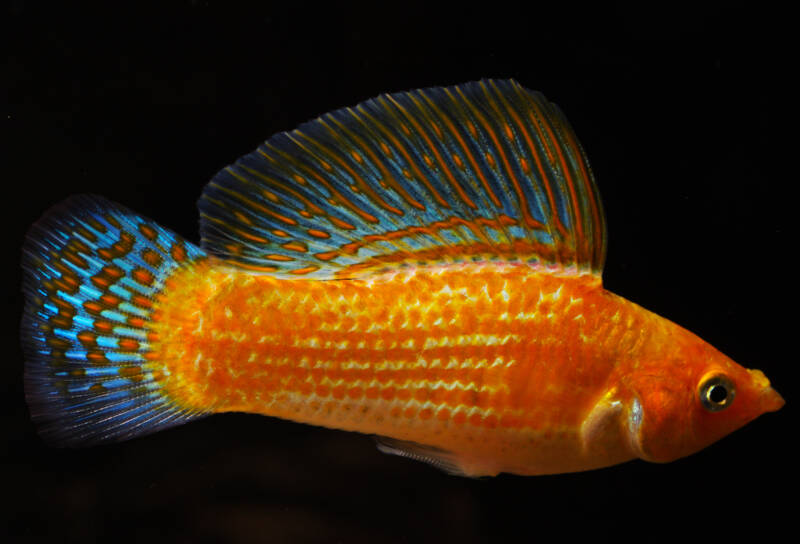 Yucatan Poecilia latipinna also known as sailfin molly close-up on a black background