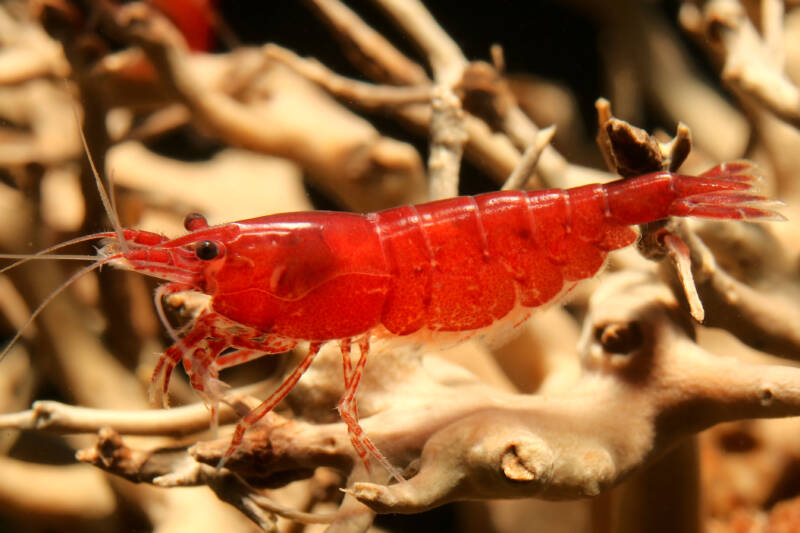 Red Sakura Shrimp also named Cherry Shrimp in aquarium